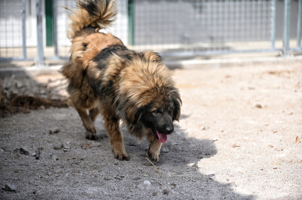 Flafy dogs shelters
