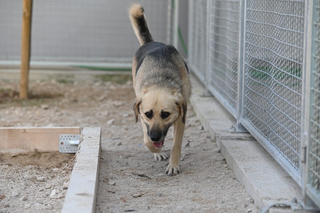 Fleki private dog rehoming