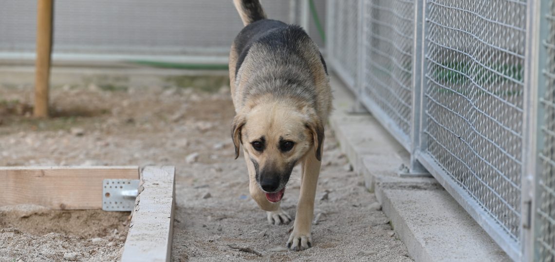 Fleki private dog rehoming