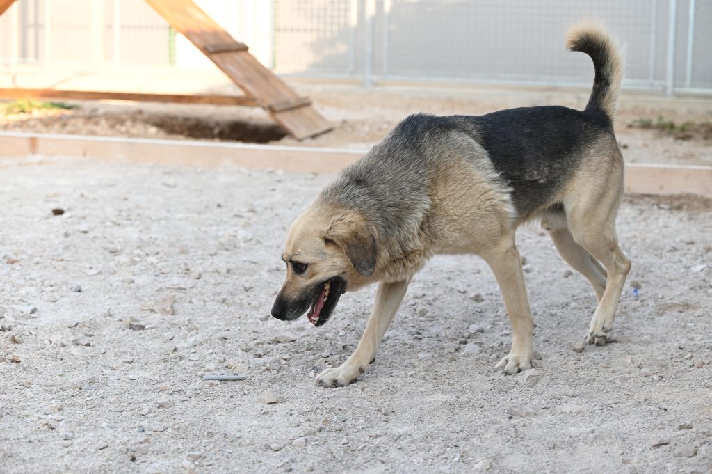 Fleki private dog rehoming