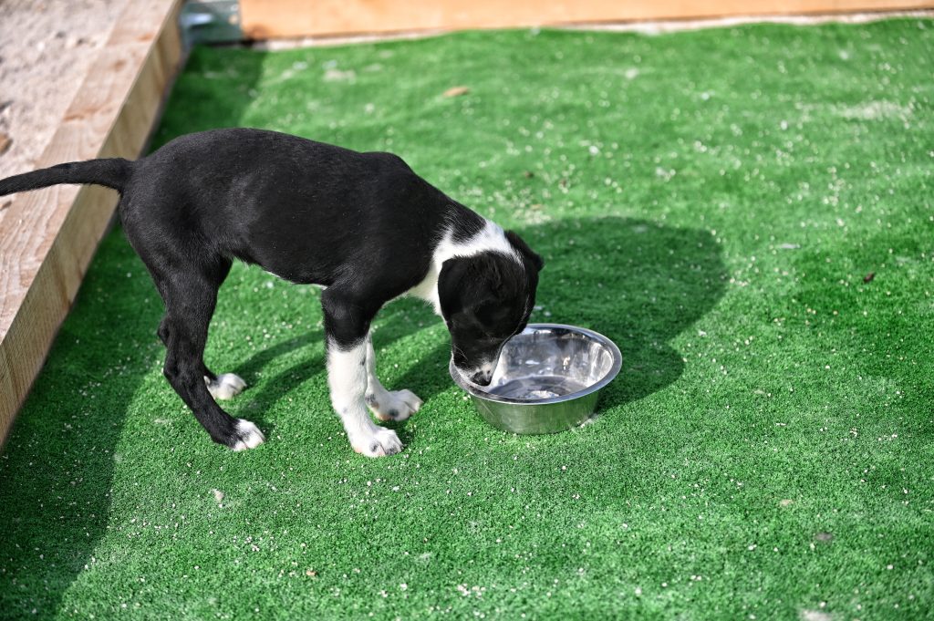Flora rehome adopt a pet