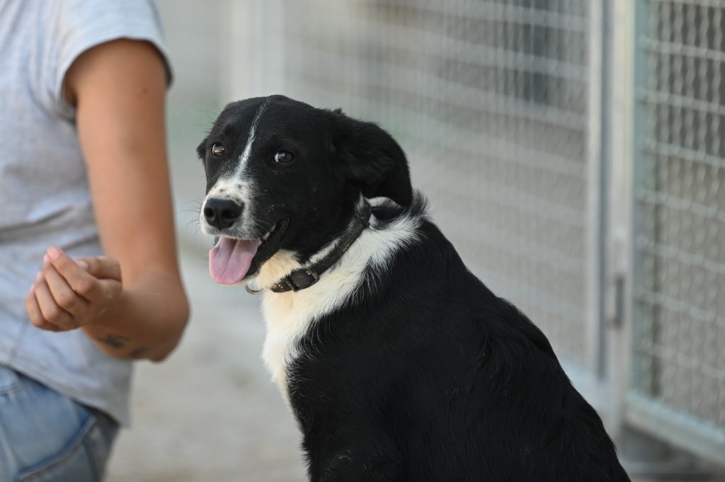 Flora rehome adopt a pet