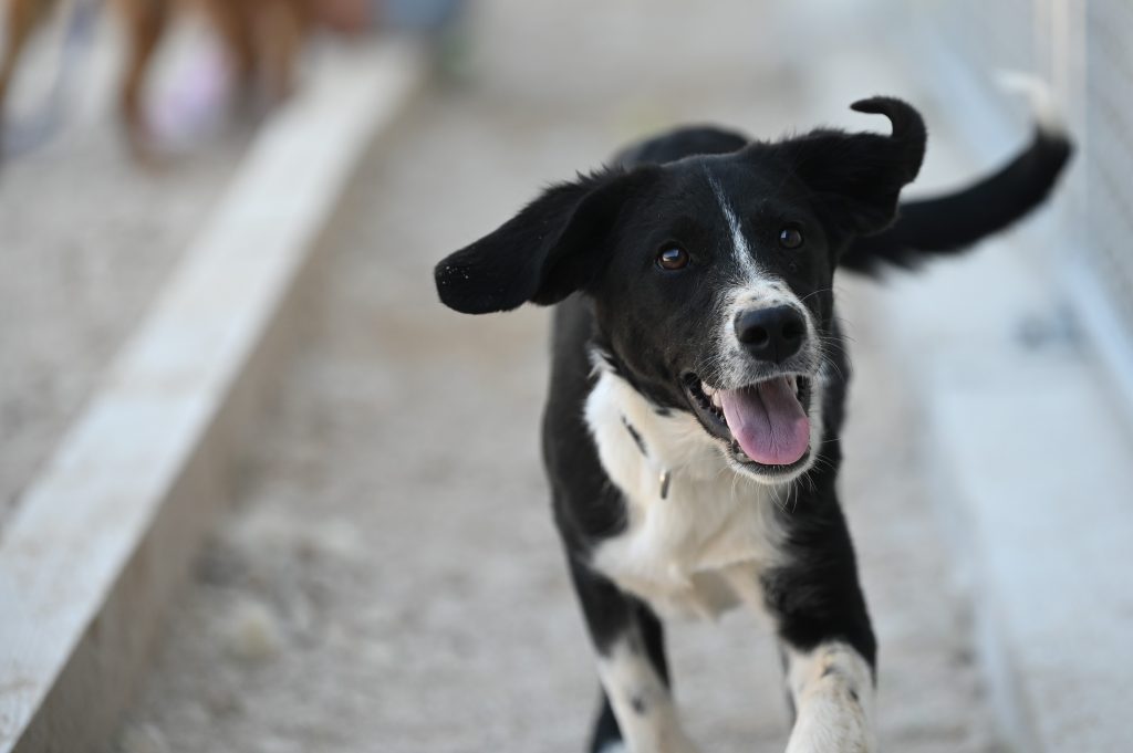 Flora rehome adopt a pet