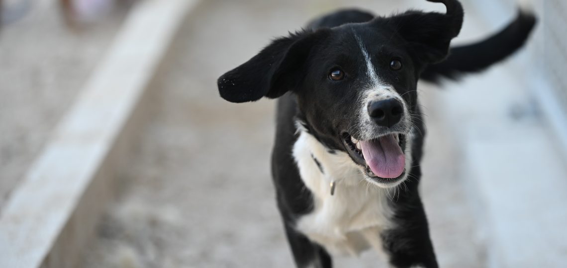 Flora rehome adopt a pet