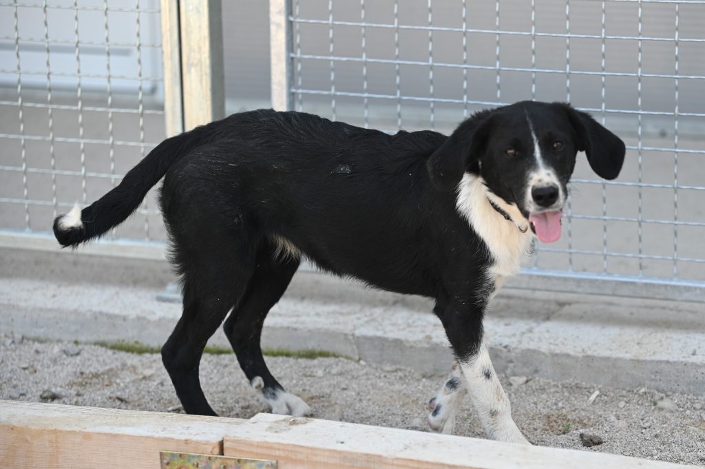 Flora rehome adopt a pet