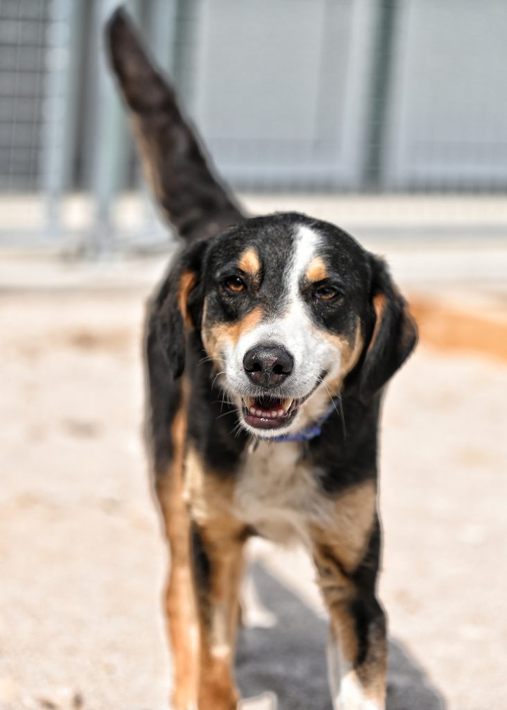 Frodo shelter dogs for adoption