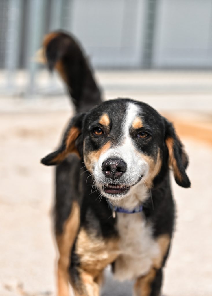 Frodo shelter dogs for adoption