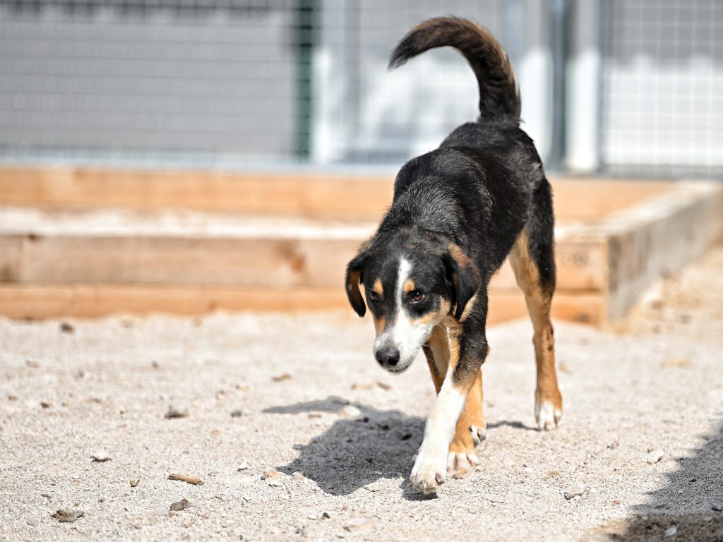 Frodo shelter dogs for adoption