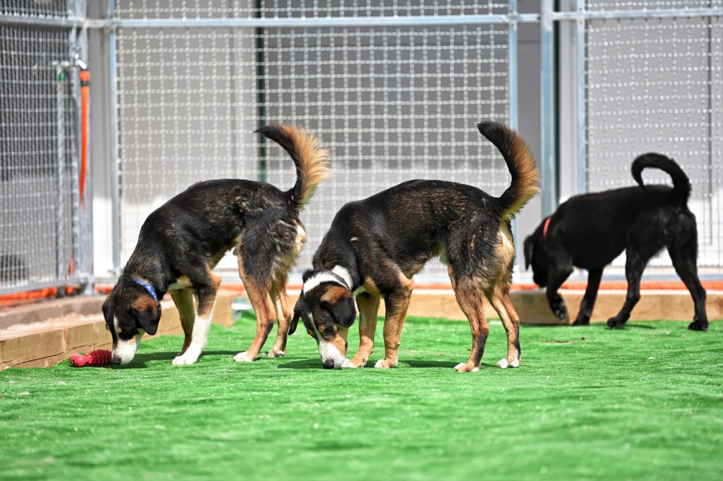 Frodo shelter dogs for adoption