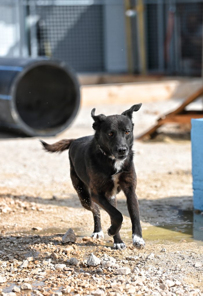 Garo dogs dogs for sale