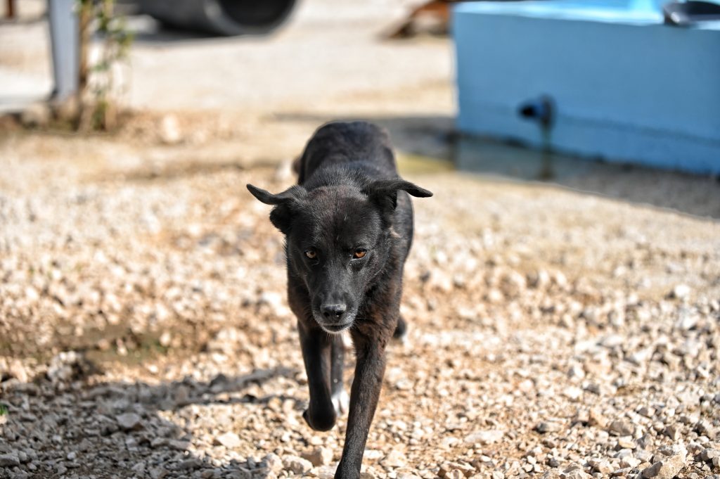 Garo dogs dogs for sale
