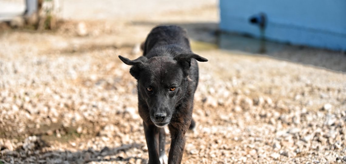 Garo dogs dogs for sale