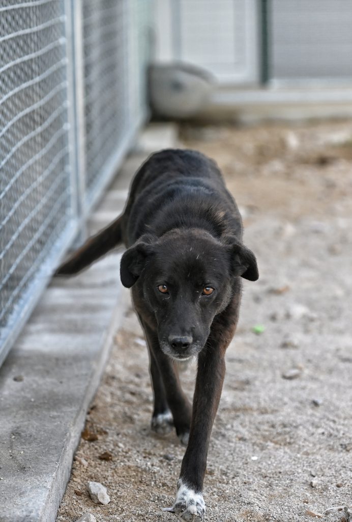 Garo dogs dogs for sale