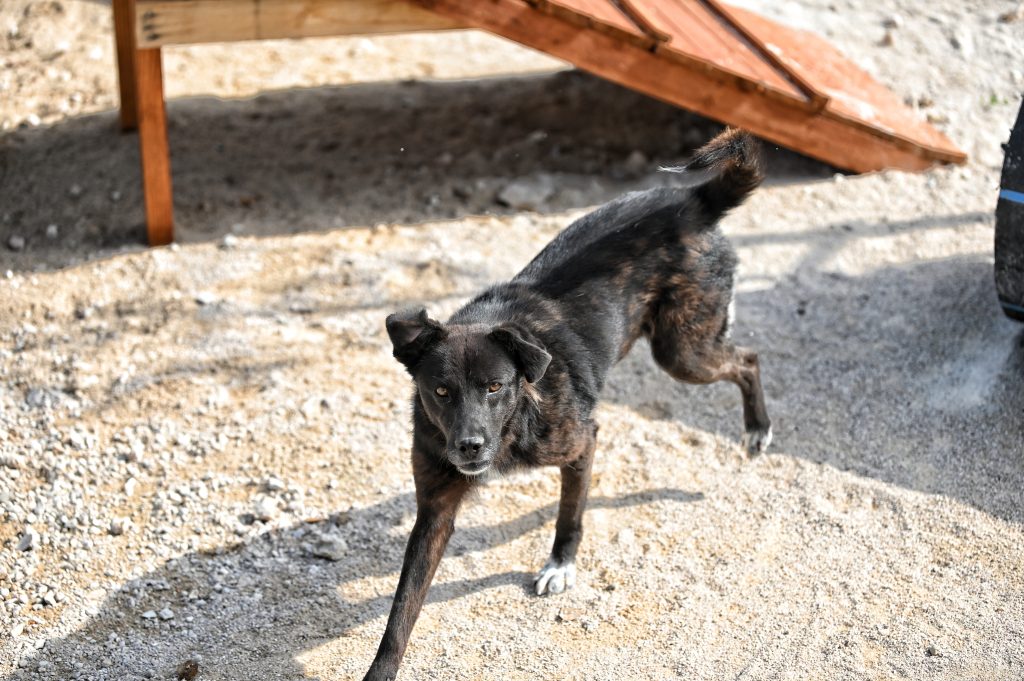 Garo dogs dogs for sale