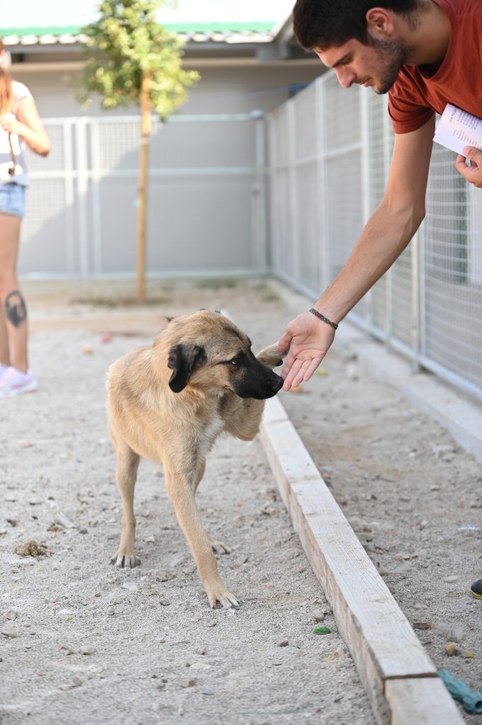 Grof dog rescue dogs