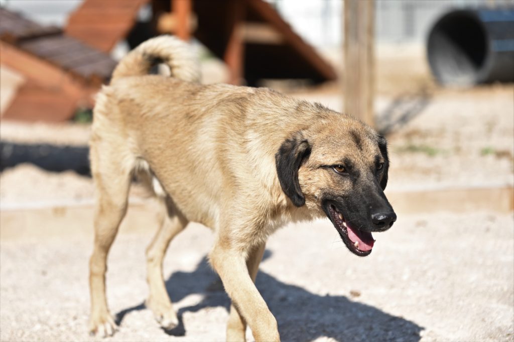 Grof dog rescue dogs