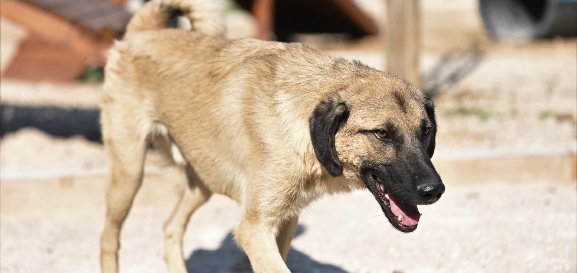 Grof dog rescue dogs