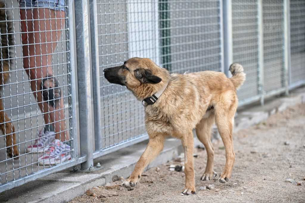 Grof dog rescue dogs