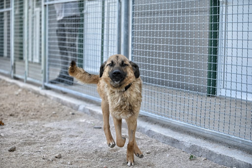 Grof dog rescue dogs