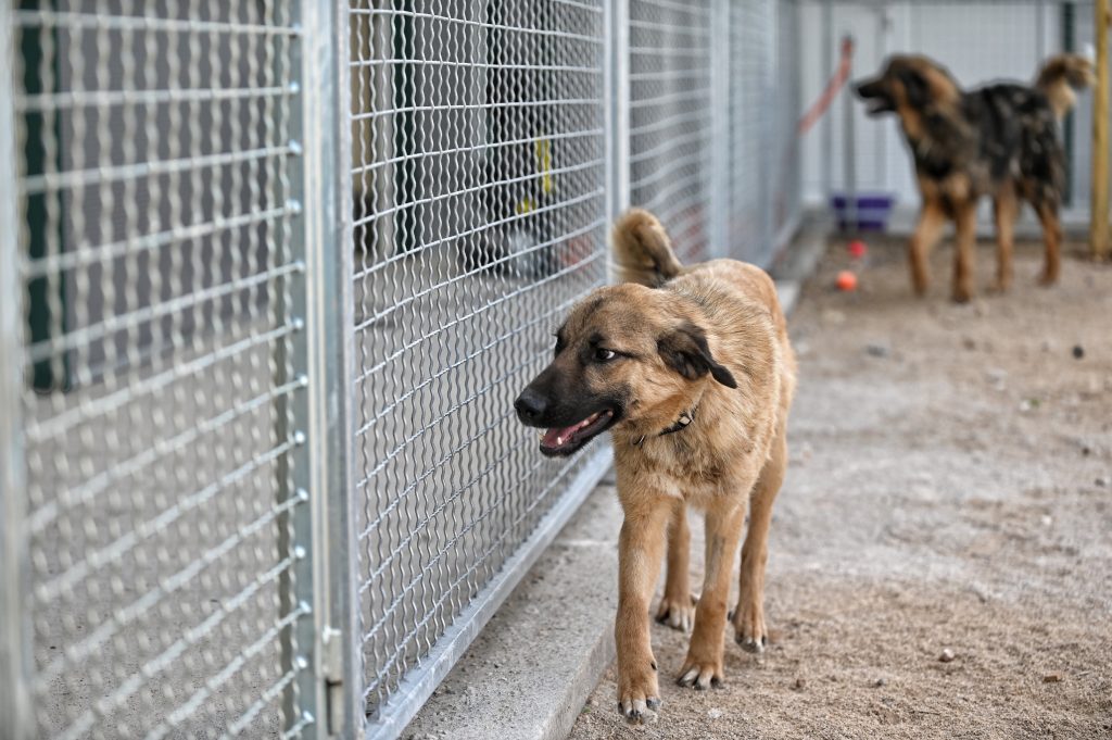Grof dog rescue dogs