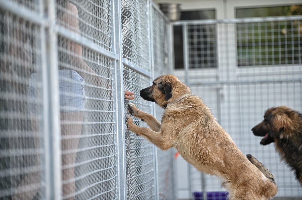 Grof dog rescue dogs