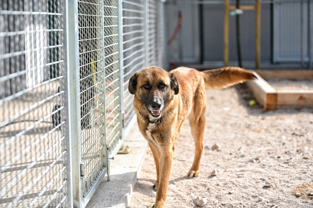 Heidi animal charities near me