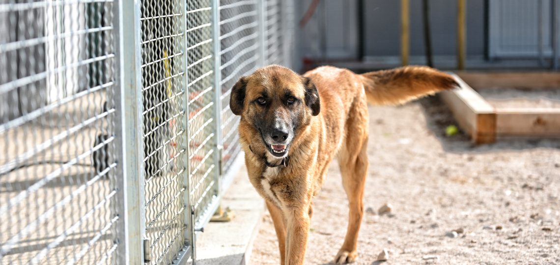 Heidi animal charities near me
