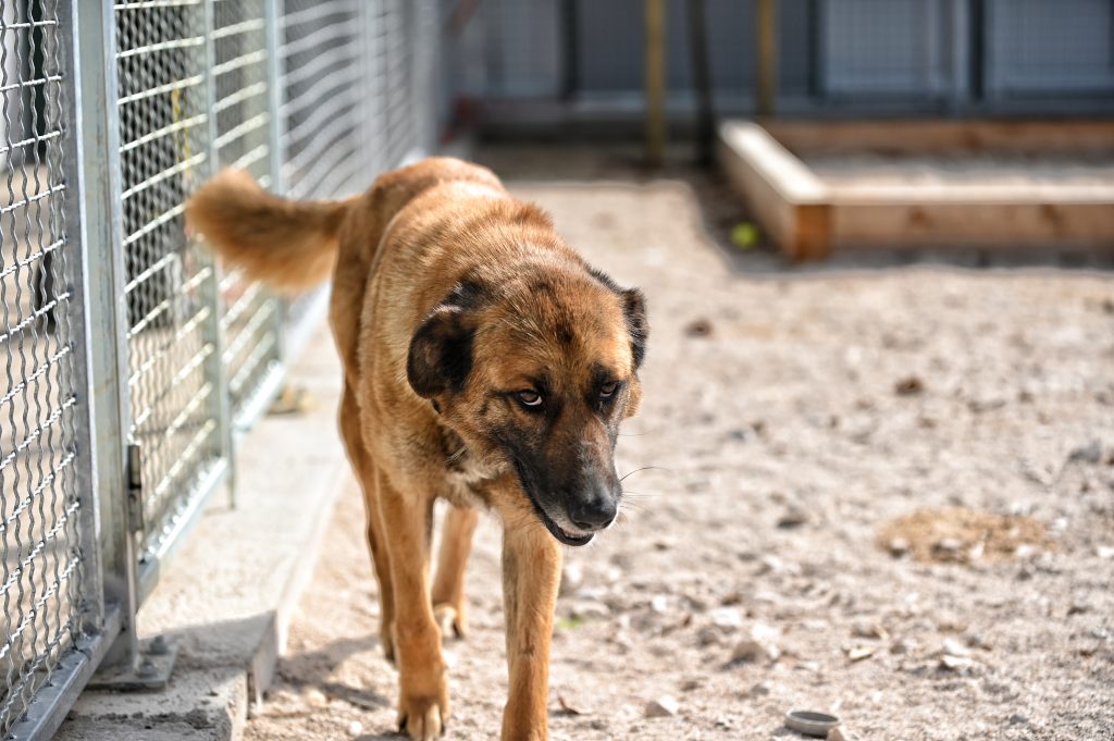 Heidi animal charities near me