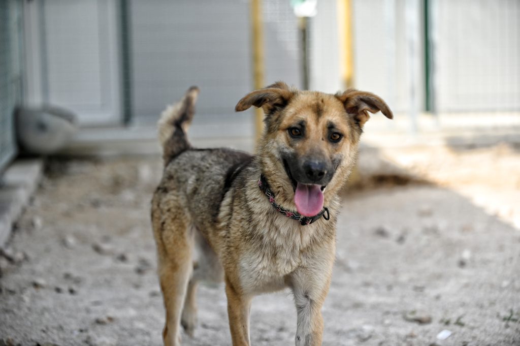 Jana private dog rehoming