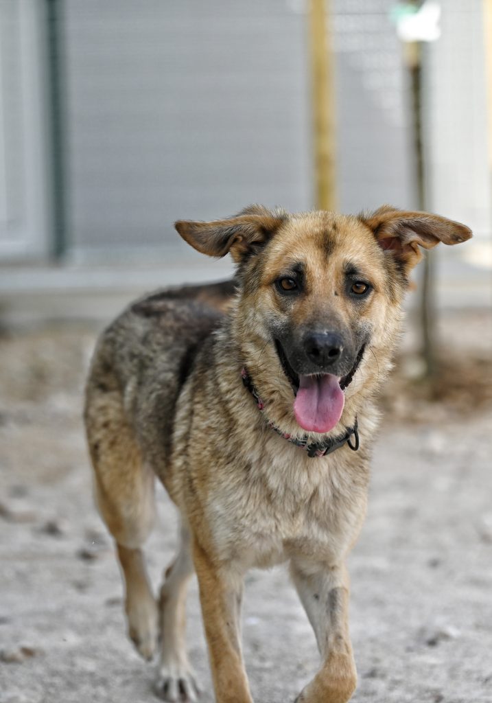 Jana private dog rehoming