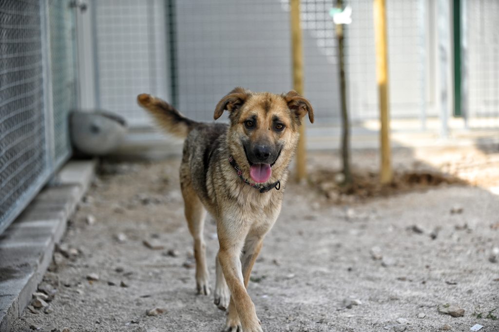 Jana private dog rehoming