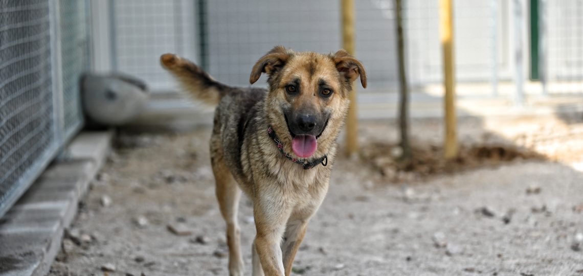 Jana private dog rehoming
