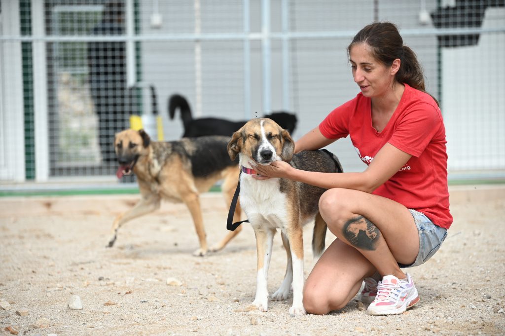 Jana private dog rehoming
