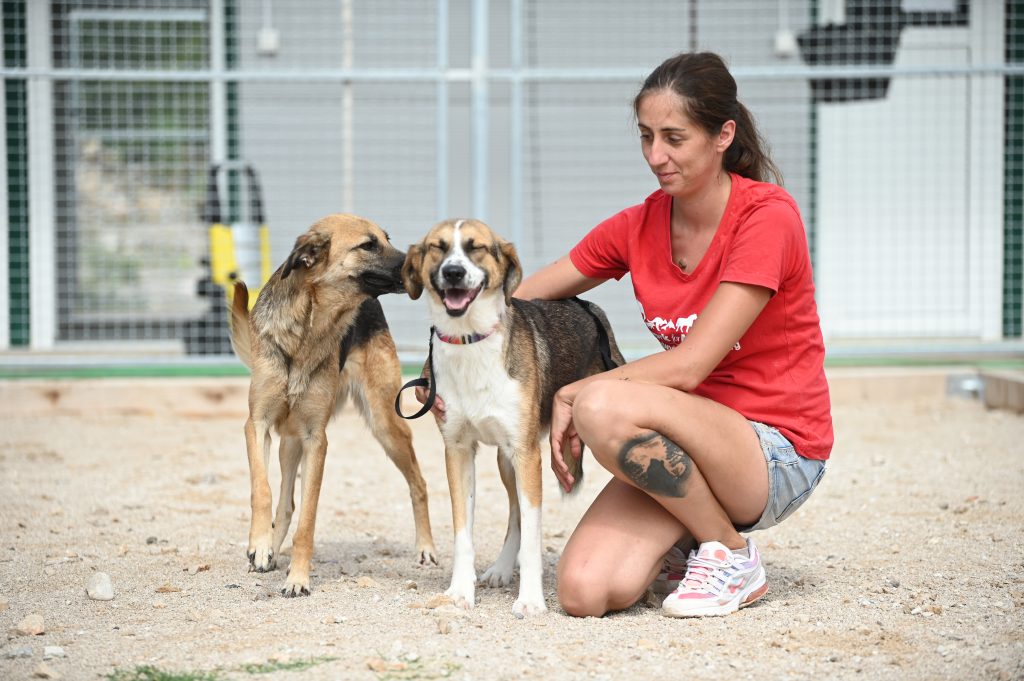 Jana private dog rehoming