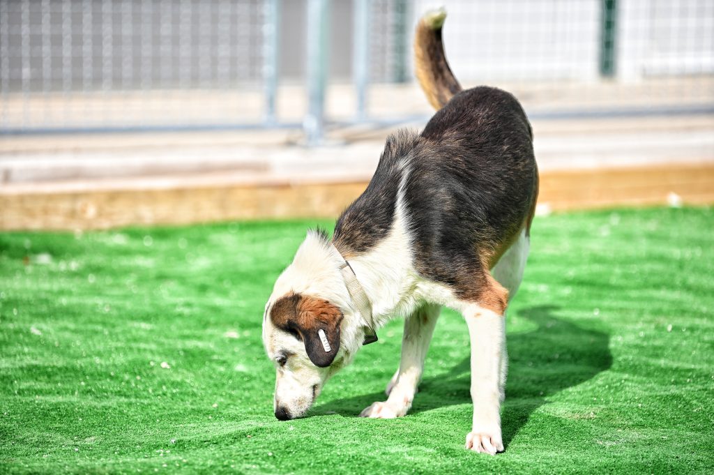 Dogs dog charity