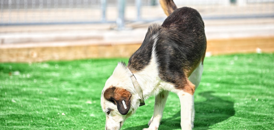 Dogs dog charity