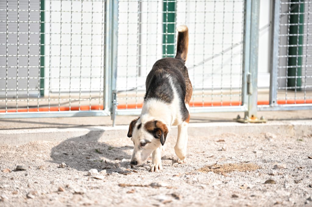 Dogs dog charity