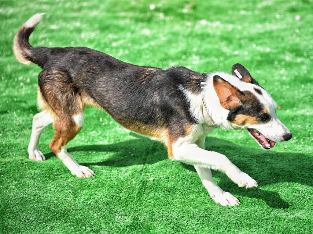 Dogs dog charity