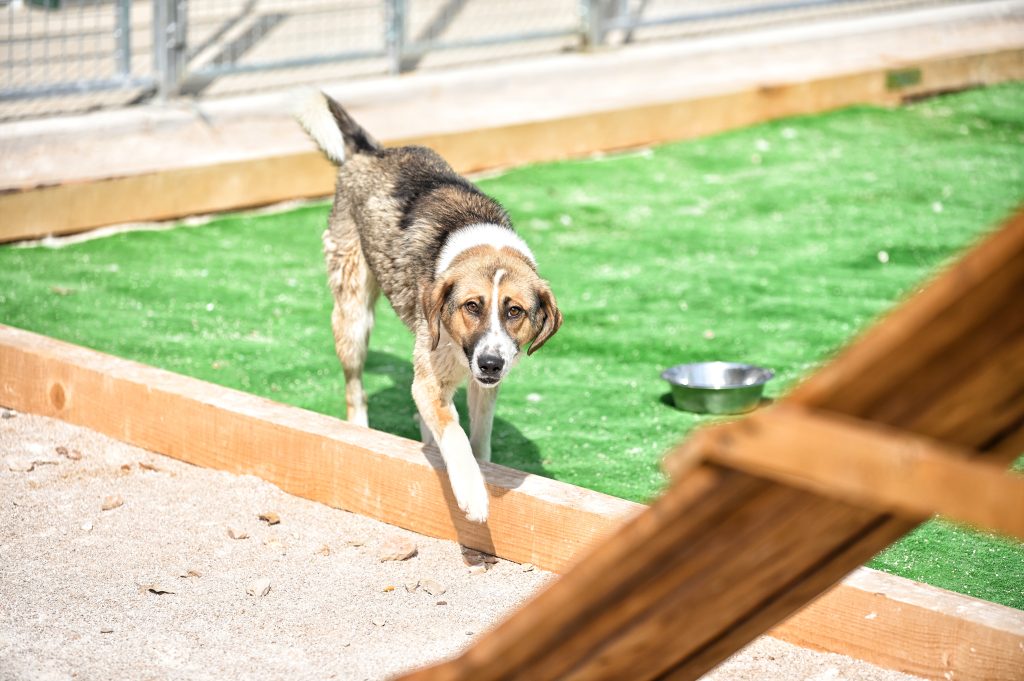 Kira adoption for dogs