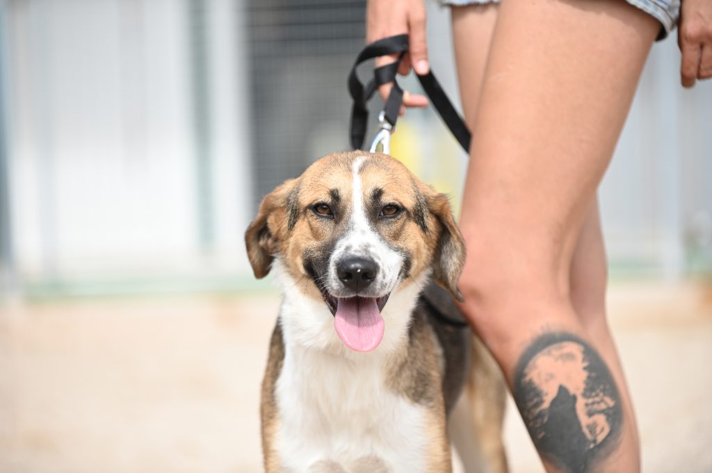 Kira adoption for dogs