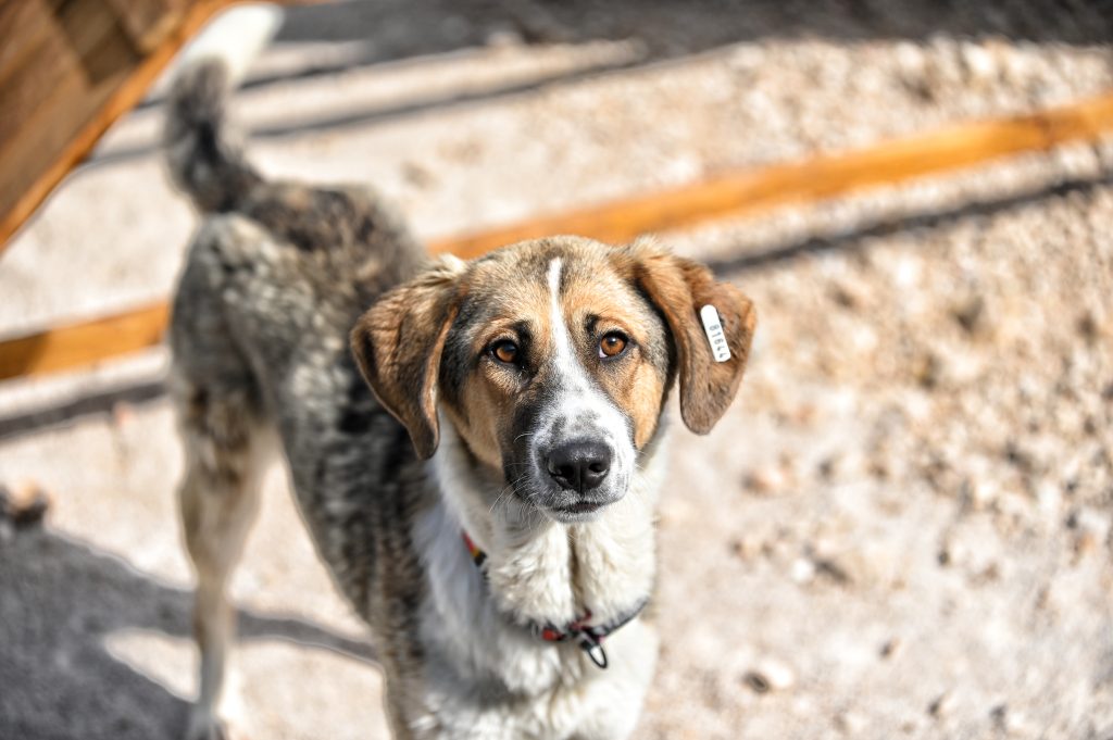 Kira adoption for dogs