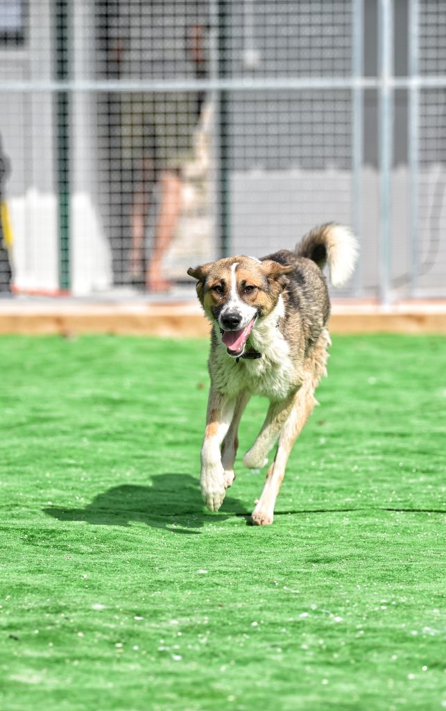 Kira adoption for dogs