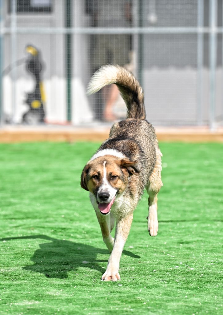 Kira adoption for dogs