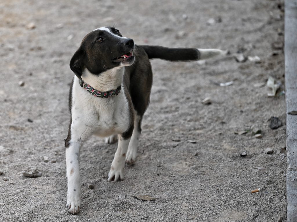 Lady rescue dog rescue