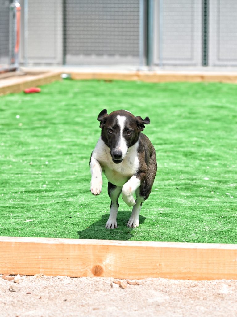Lady rescue dog rescue