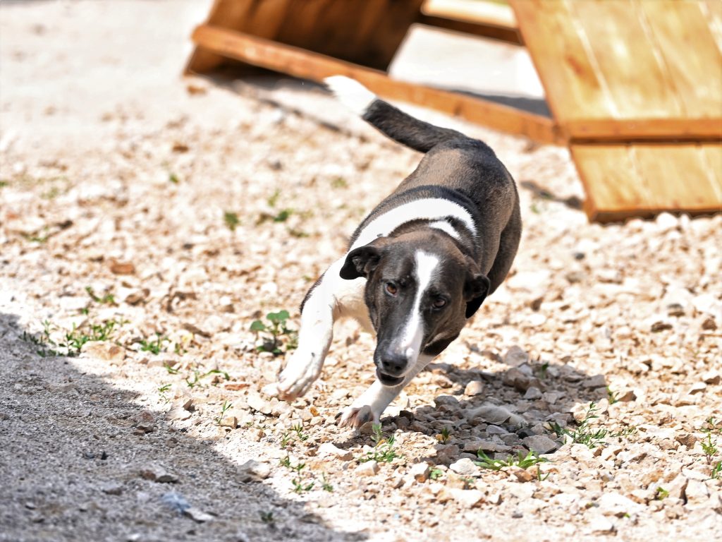 Lady rescue dog rescue
