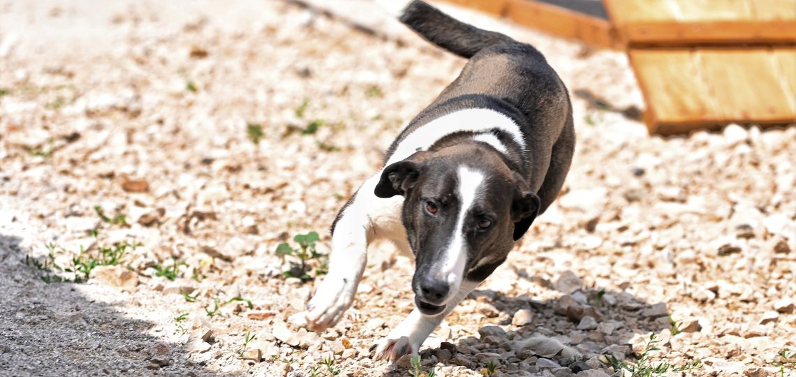 Lady rescue dog rescue