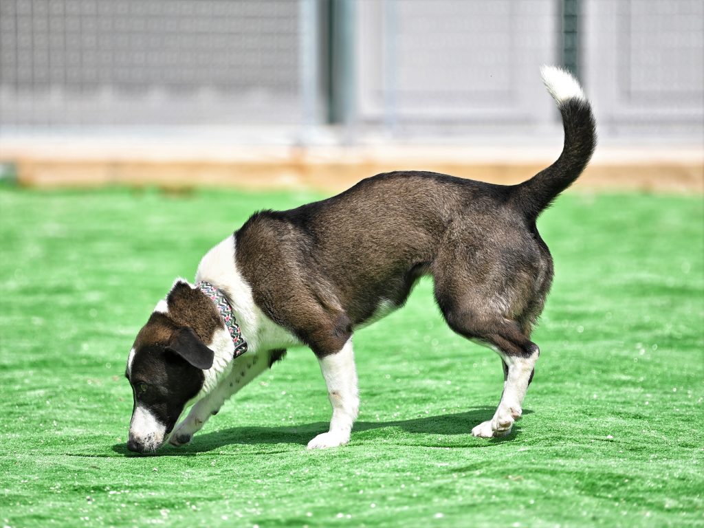 Lady rescue dog rescue