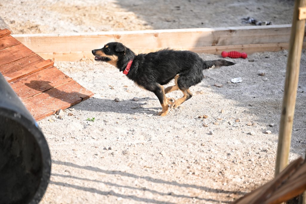 Lea dogs pets rescue