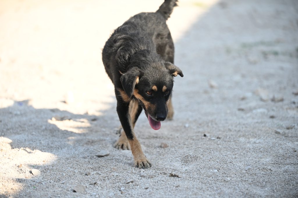 Lea dogs pets rescue